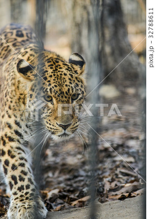 Far-Eastern leopard strong fast wild animal 32788611