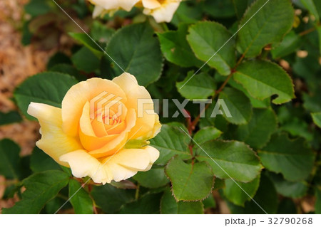 ハニーブーケ・フロリバンダ 32790268