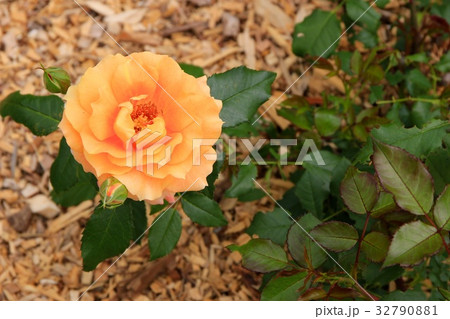 万葉・フロリバンダ 32790881