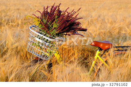 Bicycle basket handlebar flowers wheat field Bicycle basket handlebar flowers wheat field 32791102