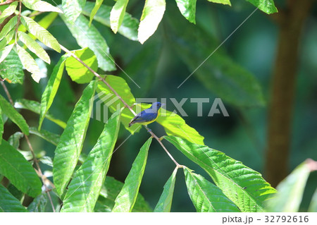 キゴシハナドリモドキ キゴシハナドリモドキ 32792616