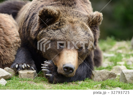 Brown bear in the forest Brown bear in the forest 32793725