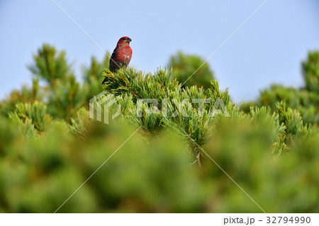 知床峠のギンザンマシコ 32794990