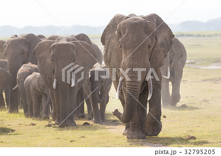 Herd of wild elephants in Amboseli National Park Herd of wild elephants in Amboseli National Park 32795205