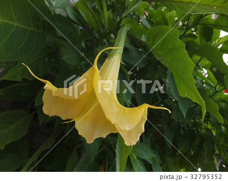 黄色いエンゼルトランペットの花 一輪 (縦/横) 黄色いエンゼルトランペットの花 一輪 (縦/横) 32795352
