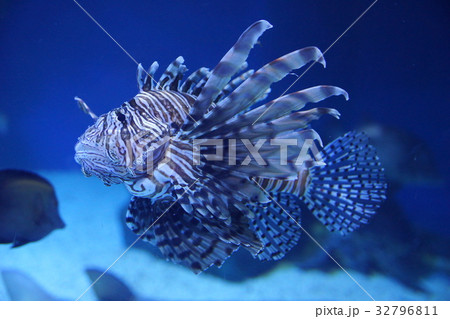 ハナミノカサゴ 32796811