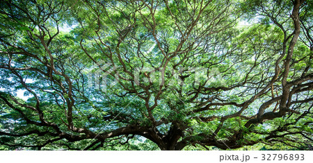 Large Samanea saman tree with branch Large Samanea saman tree with branch 32796893