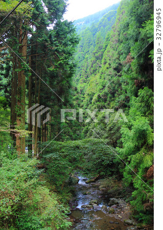 鞍馬山 杉林と小川 鞍馬山 杉林と小川 32796945