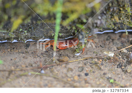 夏のサワガニ 32797334