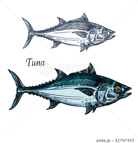 Tuna Fish Vector Isolated Sketch Iconのイラスト素材