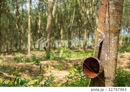 Rubber tree plant 32797963