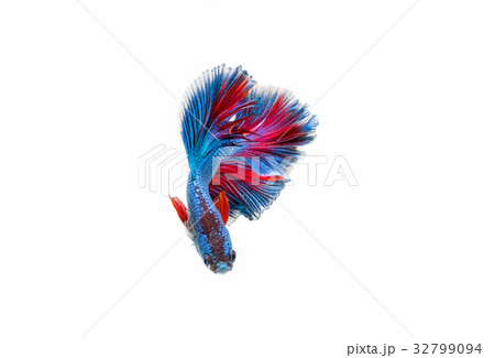 Moving moment of siamese fighting fish isolated  32799094