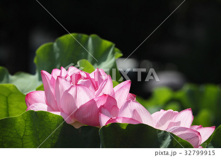 蓮の花 32799915
