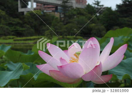 千葉公園の大賀ハスとモノレール 千葉公園の大賀ハスとモノレール 32801000