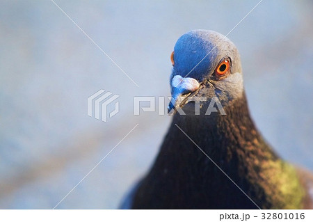 見つめるハト 見つめるハト 32801016