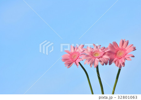 ピンク色のガーベラ 青空背景の写真素材