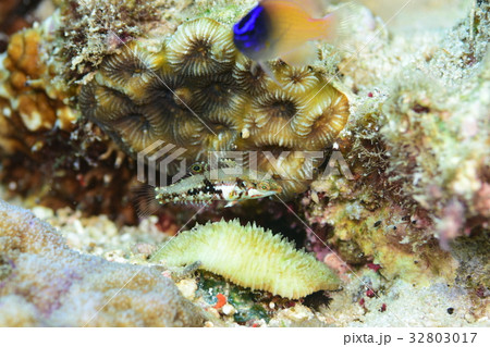 アカニジベラ 32803017