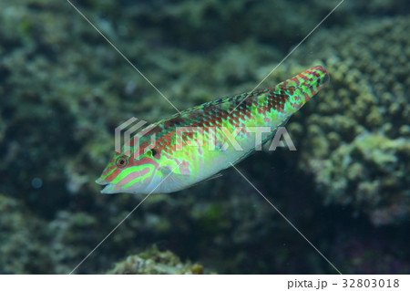 アカニジベラ アカニジベラ 32803018