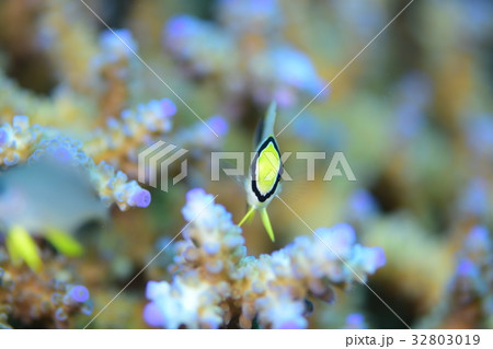 ヤリカタギ 32803019