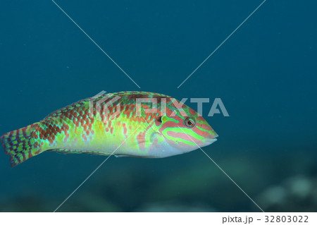 アカニジベラ アカニジベラ 32803022