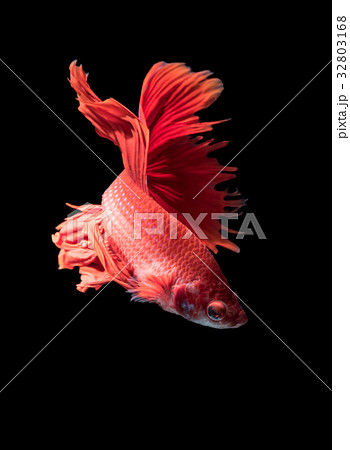 red siamese fighting fish,betta splendens isolated red siamese fighting fish,betta splendens isolated 32803168