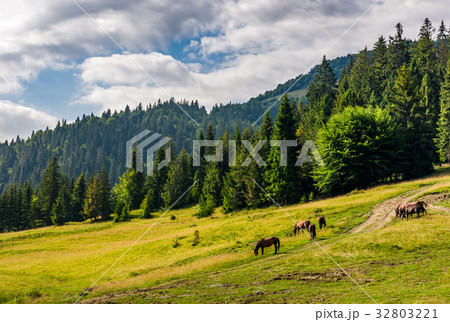 Horses by the road near the forest 32803221