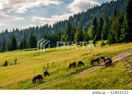 Horses by the road near the forest Horses by the road near the forest 32803222