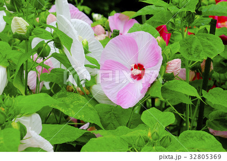 アメリカ芙蓉の花　 32805369