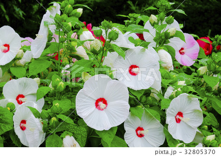 アメリカ芙蓉の花　 32805370
