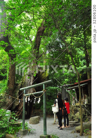 熱海来宮神社第二大楠を見上げる参拝者 熱海来宮神社第二大楠を見上げる参拝者 32806100