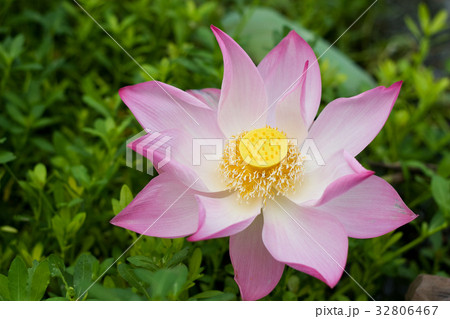 Water Lily 32806467
