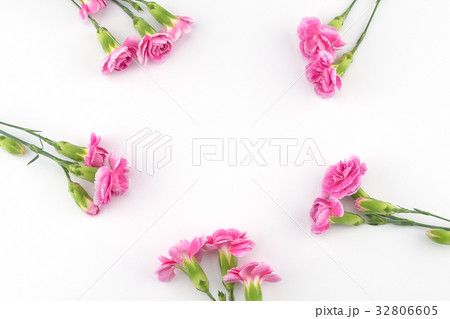 Pink carnation flowers on white background 32806605