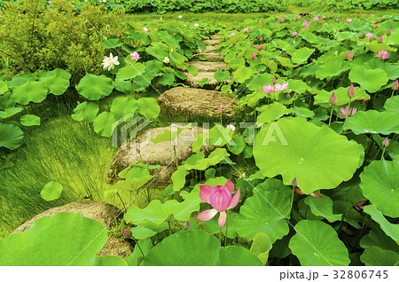 飛び石 蓮 蓮の葉 32806745