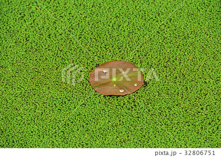 浮き草 蓮の葉 韓国 32806751