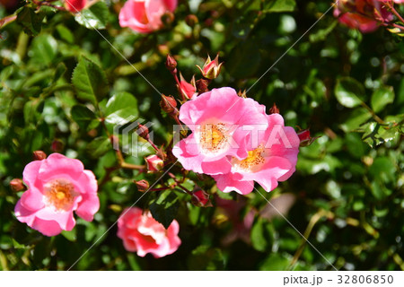 バラの花アリアリサ バラの花アリアリサ 32806850