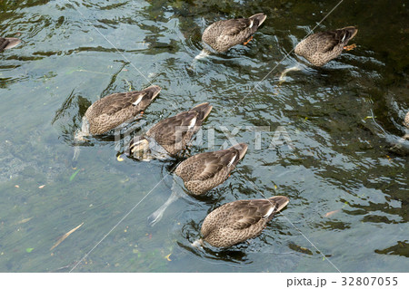 カルガモ カルガモ 32807055