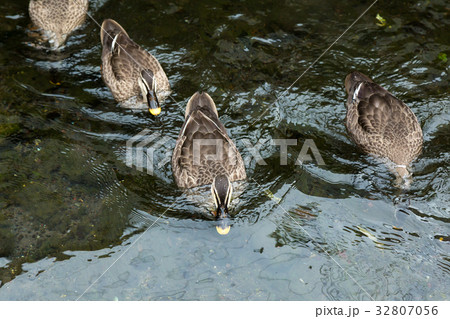 カルガモ カルガモ 32807056