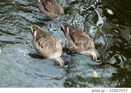 カルガモ 32807057