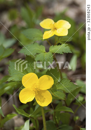 ヤマブキソウ ヤマブキソウ 32808243