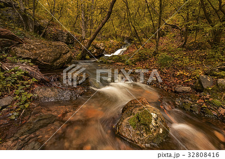 A wild forest A wild forest 32808416