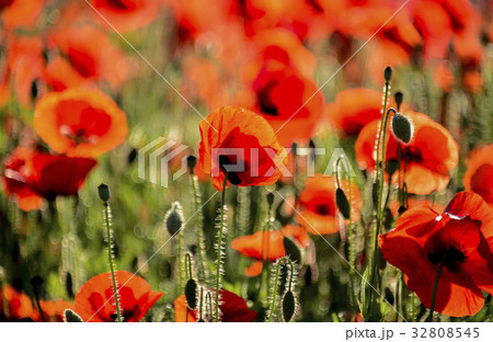 ケシ 植物 水の庭 32808545