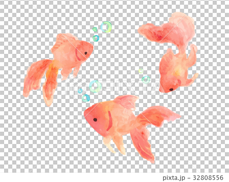 Goldfish Goldfish 32808556