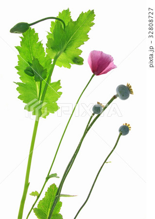 Poppy flowers (Papaver somniferum) 32808727