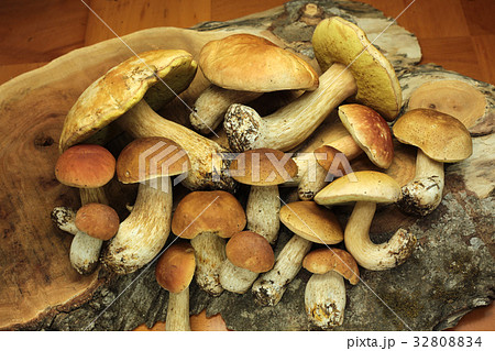 野生の食用キノコ　日本のポルチーニ 32808834