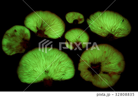 光るきのこ　ツキヨタケ 32808835