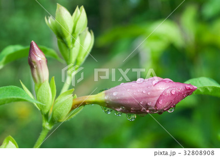 Allamanda flowers 32808908