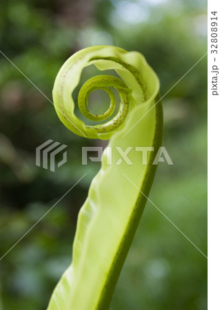 Unfurling Fern Tip 32808914