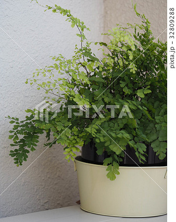 観葉植物　アジアンタム 32809288