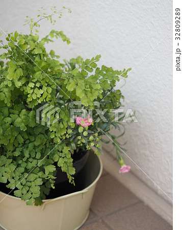 観葉植物 アジアンタム 観葉植物 アジアンタム 32809289