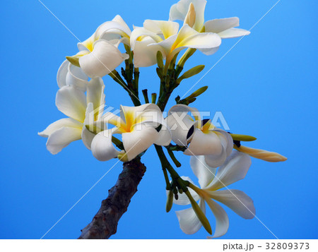 青空とプルメリアの花の写真素材